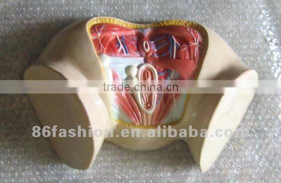 anatomical models,train model,skeleton model,manikin