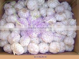 shandong fresh garlic for low price
