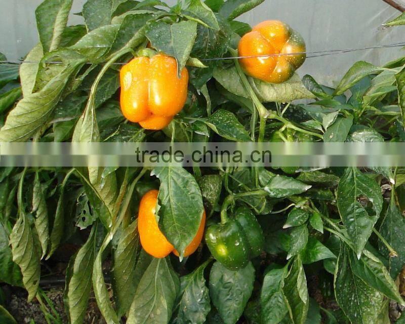 FRESH CAPSICUM ( RED - YELLOW - GREEN )