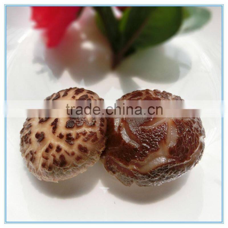 Winter Mushroom, Donko Shiitake Mushroom Spawn