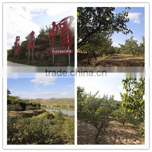 2016 new crop Bitter apricot kernel for sale