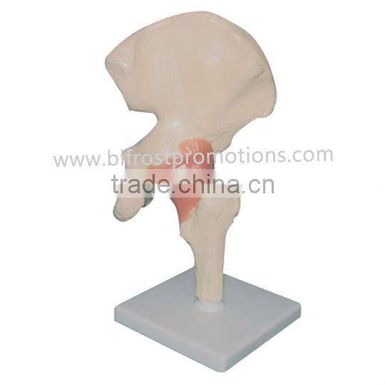 Hip Joint with Ligament Model