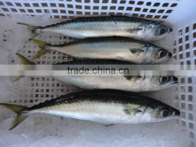 frozen whole round pacific makerel