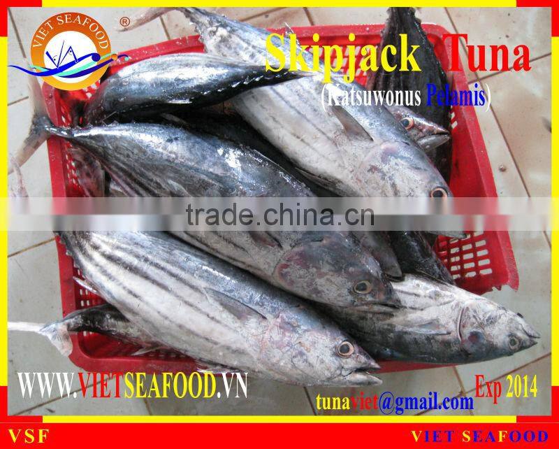 FROZEN SKIPJACK TUNA WHOLE ROUND