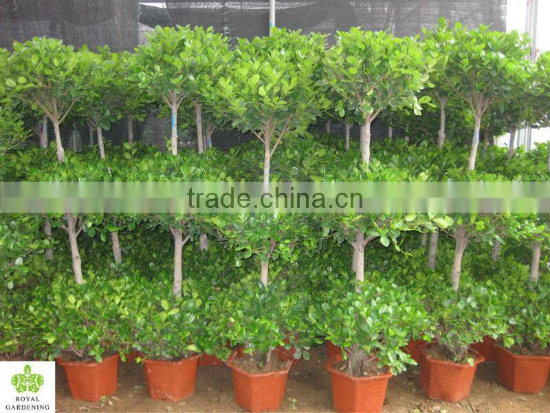 Ficus panda 3 steps topiary plant for landscaping