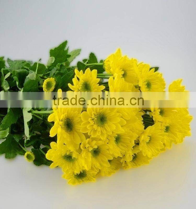 Natural hot selling decorative flower chrysanthemum