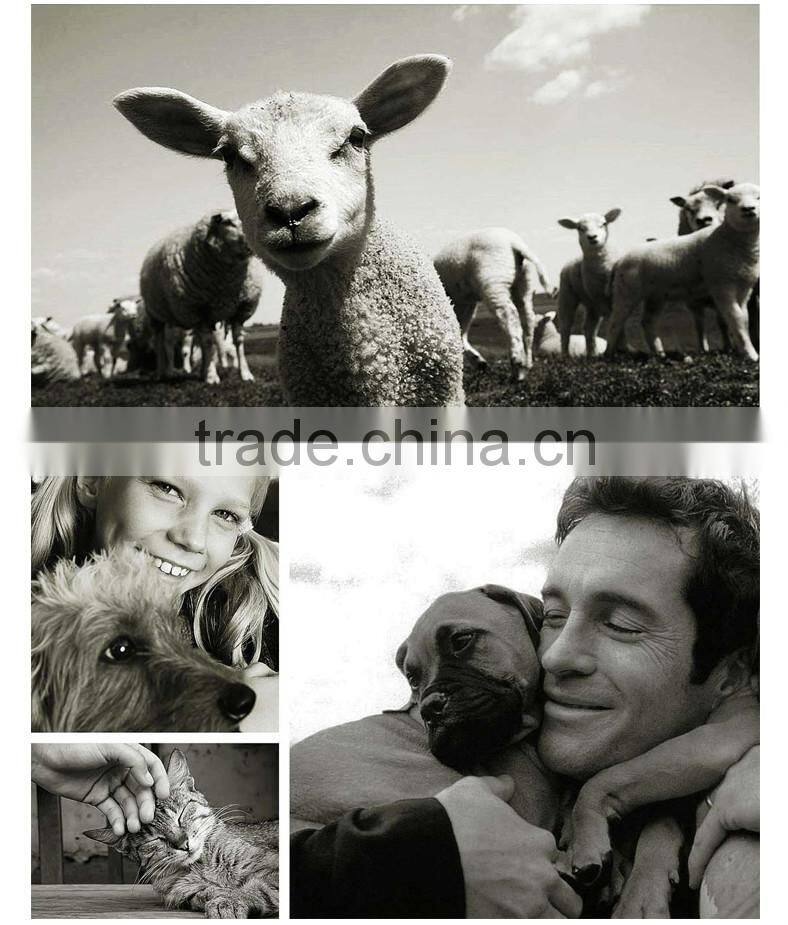 Vet/Pet Cohesive Bandages