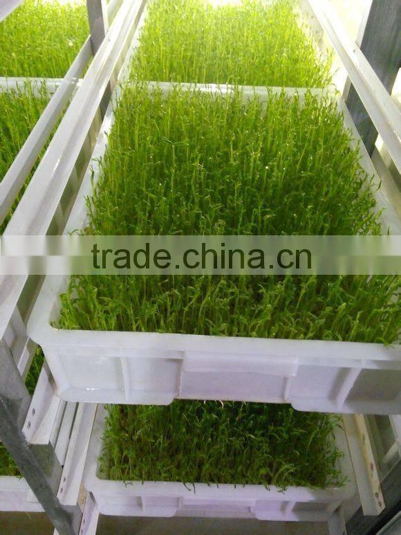 hydroponic sprouting barley machine/barley breeding