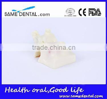 Sinus lift practice model Dental Eduction Assitant No. DEA-23
