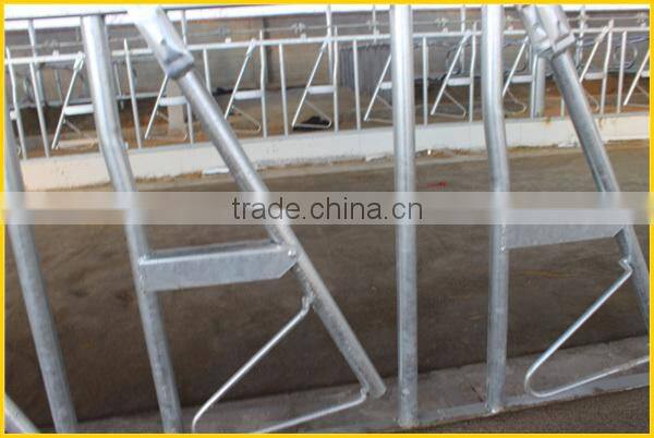 KLN dairy farm head-lock for cow