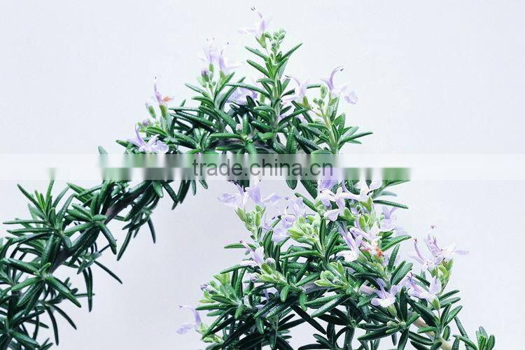 Natural and Pure Rosemary Essential Oil
