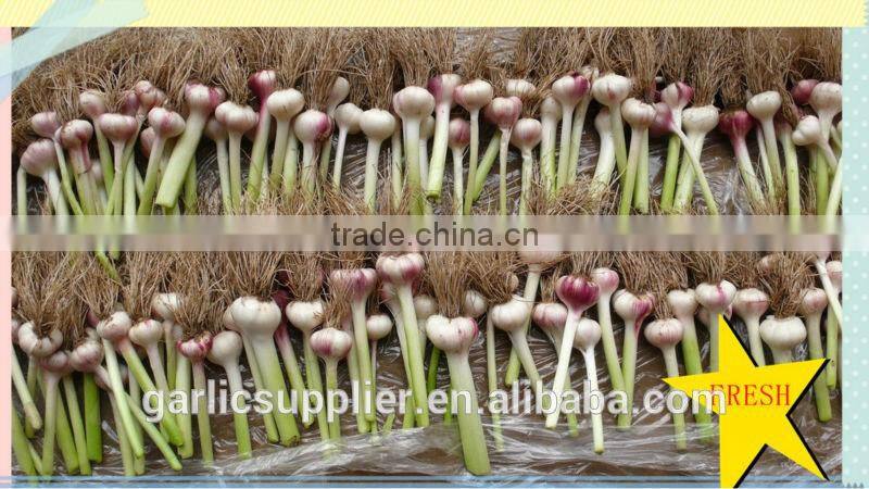 CHINA GARLIC CROP 2015