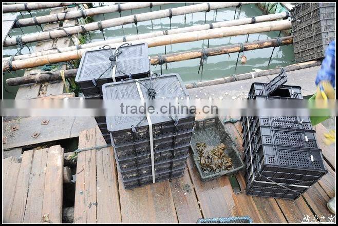 Feed Grade Kelp/Laminaria abalone fodder