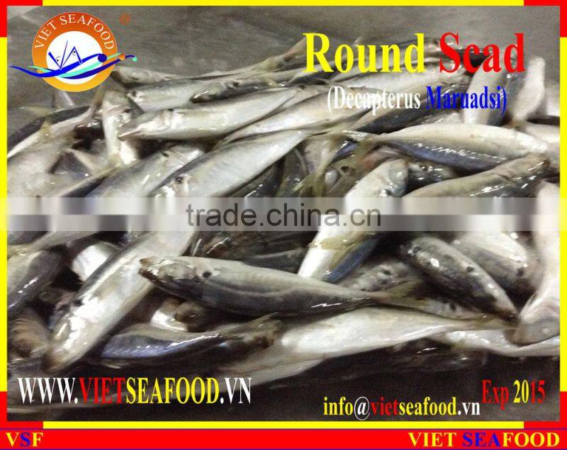 FROZEN MARUADSI (ROUND SCAD)