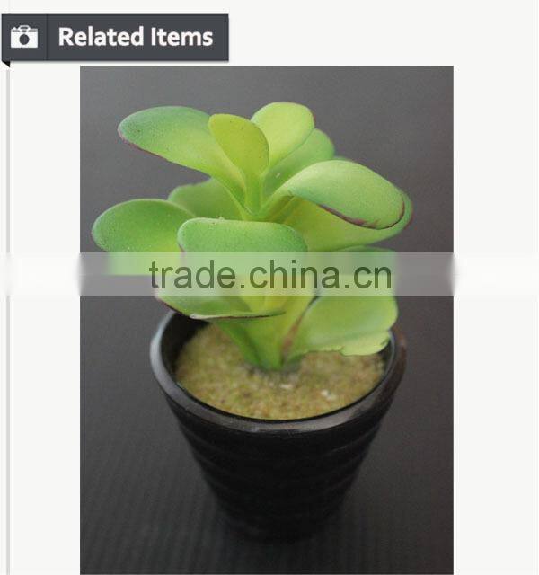 Tropical mini succulent plants bonsai for sale artificial succulents