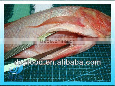Frozen whole red tilapia fish in small size