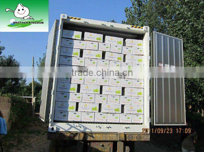 New Crop Shandong Pear from Origin