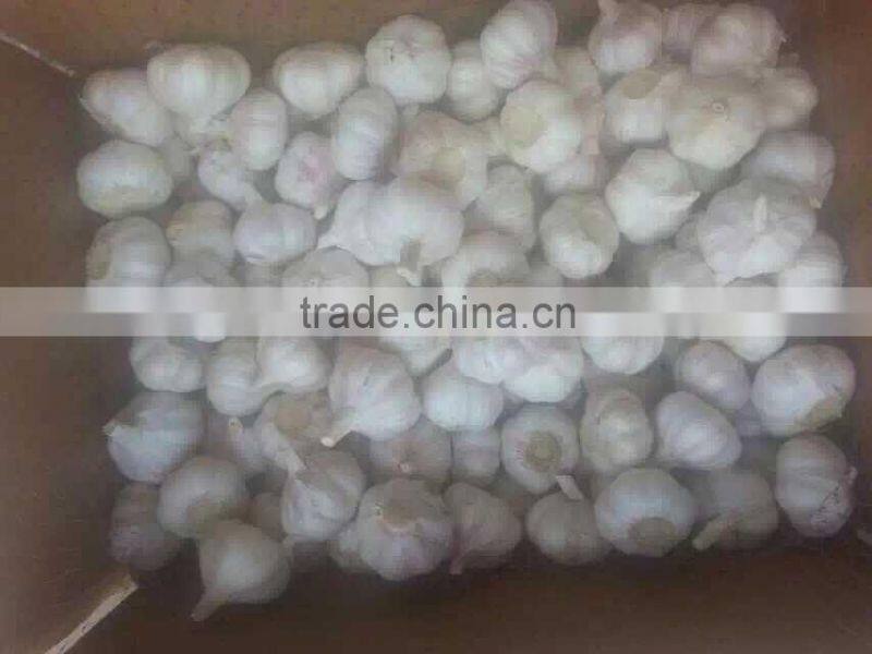fresh white garlic 55-60cm oganic fresh garlic