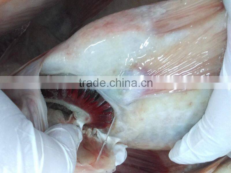 frozen tilapia wholesale price fish for canning