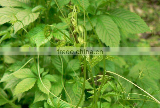 Herbal Medicine Gynostemma Pentaphyllum Extract