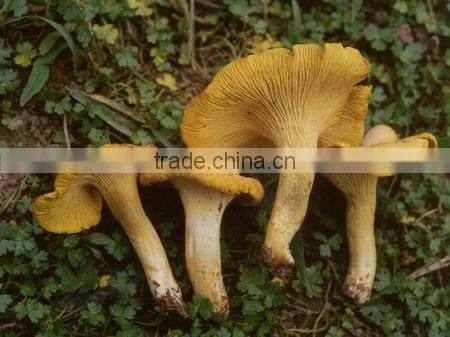 Natural Cultivated Dried Chanterelles Mushroom / Cantharellus Cibarius Wholesale Price