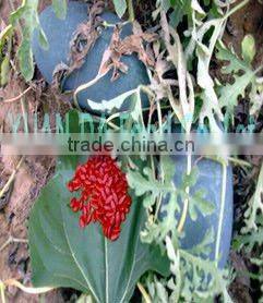 red melon seeds