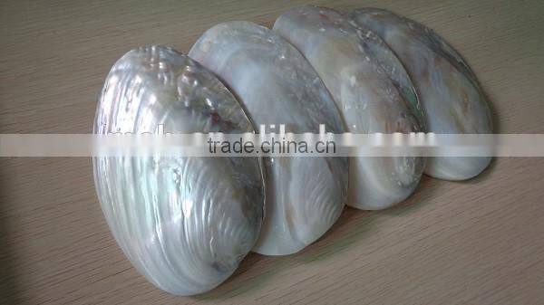 Wholesale chinese polished raw river shell