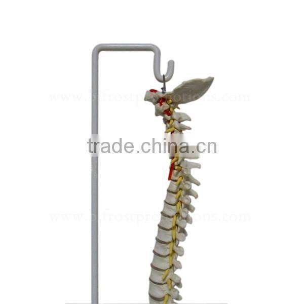 Life-Size Education Anatomical Spine Model