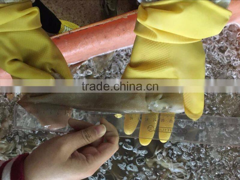 Frozen Illex Squid For Bait