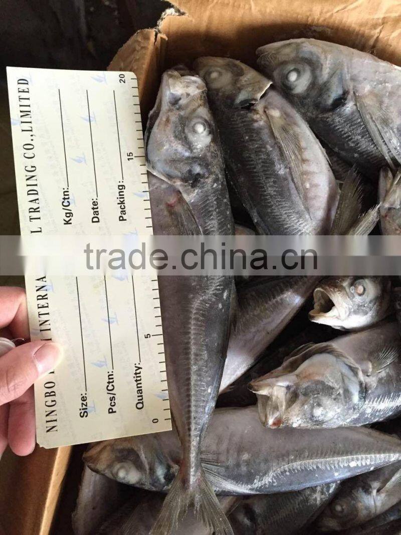 2016 new landing sea frozen horse mackerel 20cm+