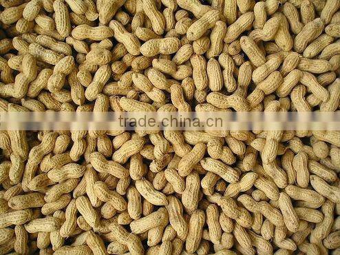 Roasted peanut in shells 11/13