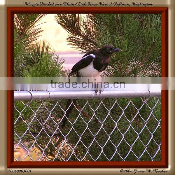 low price products galvanized and pvc coated chain link fence