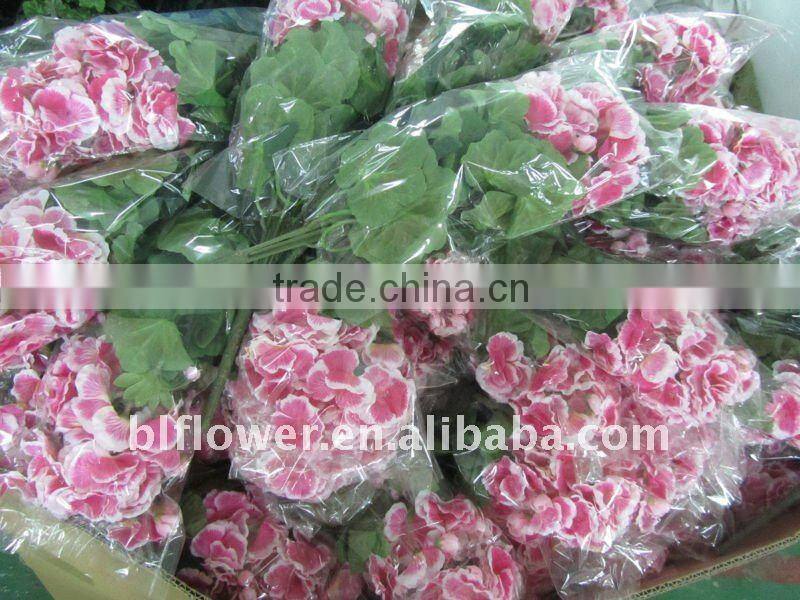 silk pink geranium blossom