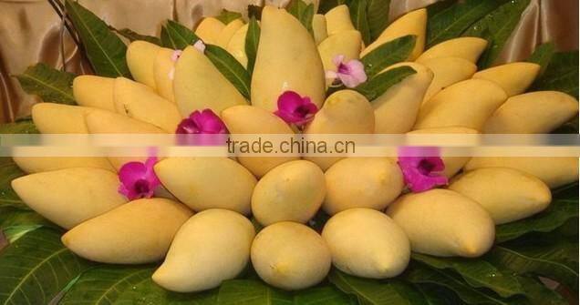 Freeze dried Mango Thailand, 100% Natural Dried Fruit