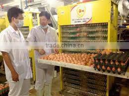VIET NAM BROWN CHICKEN EGGS