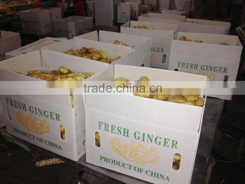 China ginger export Guangzhou ginger office