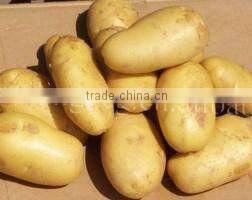 2016 china fresh potato