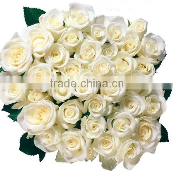 factory supply long stem fresh cut rose fresh cut flower