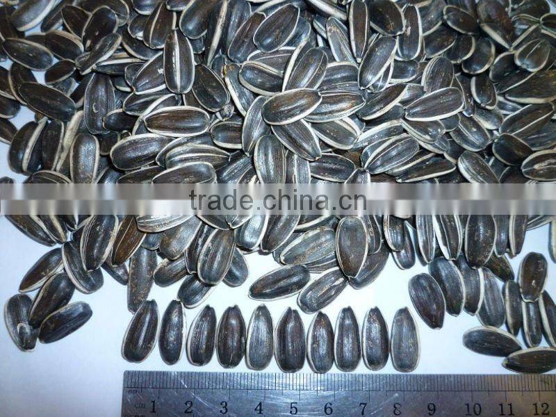 Chinese sunflower seeds