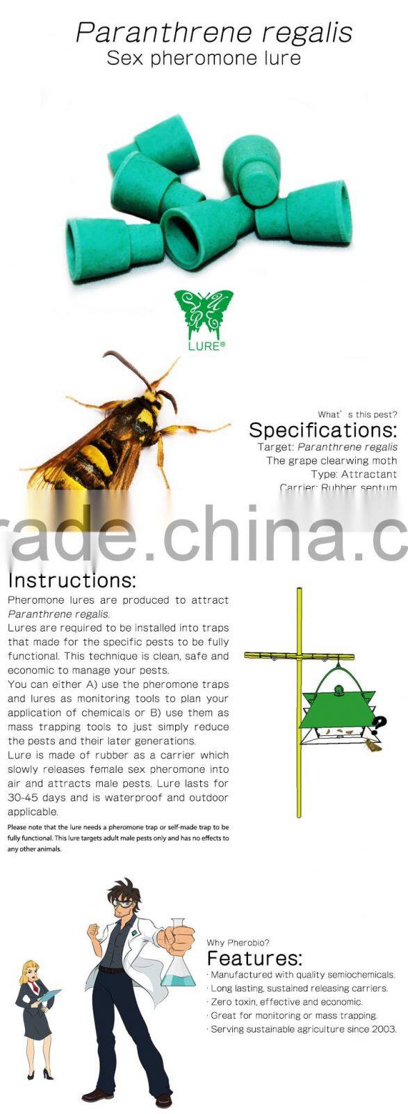 Pheromone Lure for Paranthrene regalis, Sex Pheromone Attractant