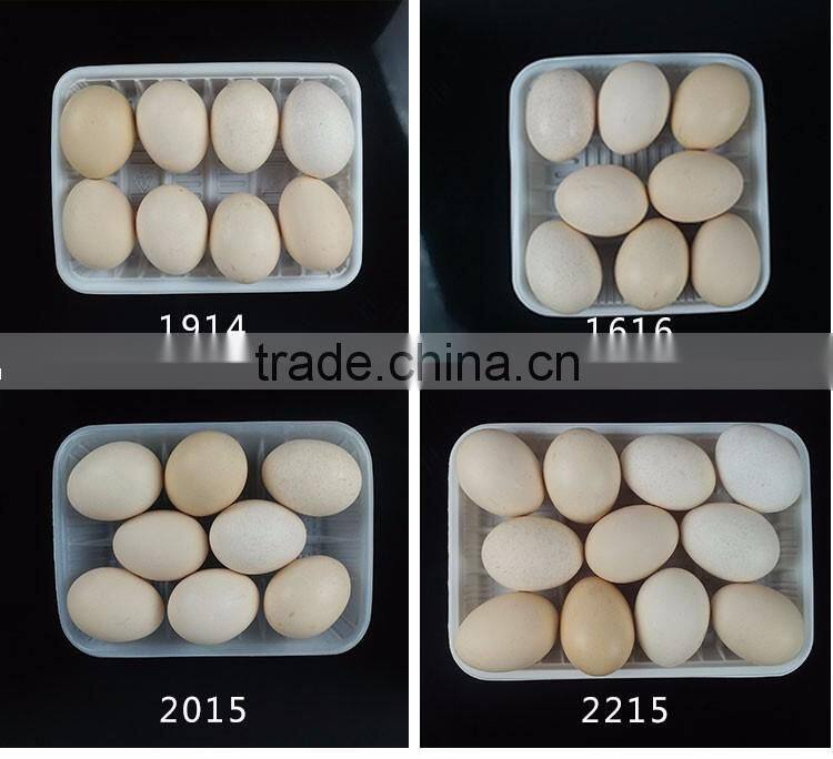 PP food grade plastic tray for fresh vegetable packaging wholesale