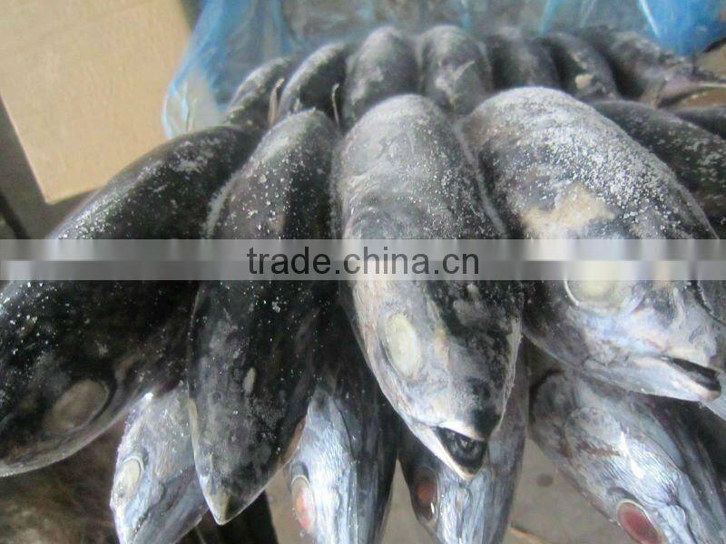 frozen skijack tuna bonito tuna