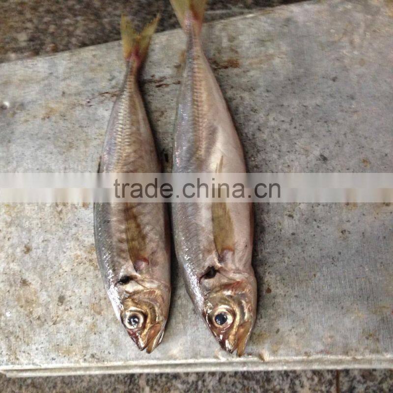 big eye horse mackerel Block Quick Frozen 25cm+