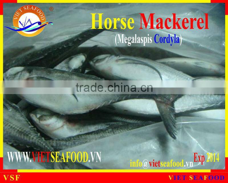 W/R FROZEN HORSE MACKEREL