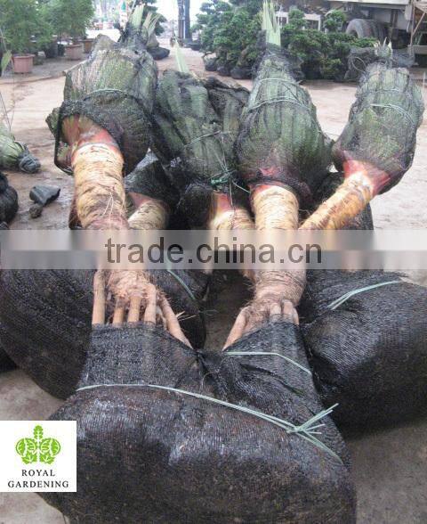 Pandanus utilis, Screw Pine, Screw-Pine