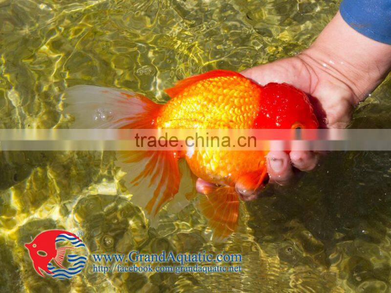 high quality gold fish for Aquarium fish importer