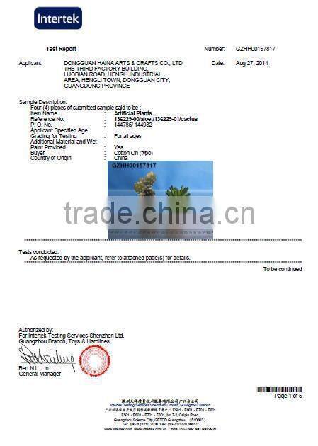 Colourful Bonsai Plants For Sale