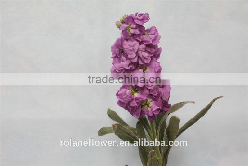 hight quality cut fresh violet flowers wholesale