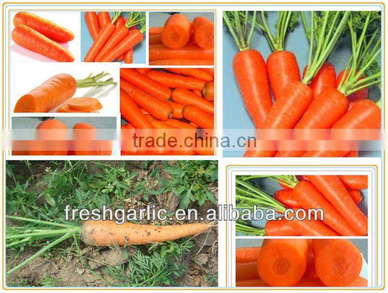 Fresh carrot hot asle
