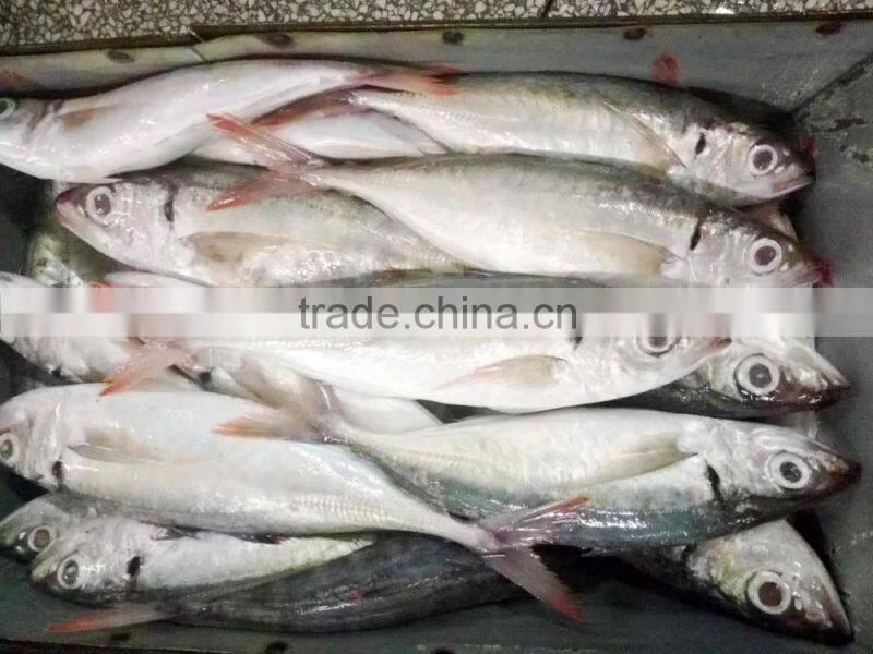 500-800g Red Tail Horse Mackerel